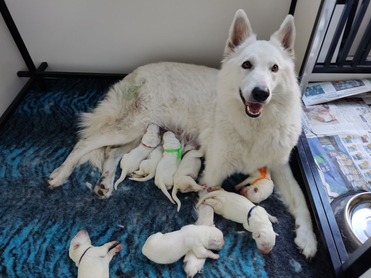Zwitserse Witte Herder pups 3 dagen oud
