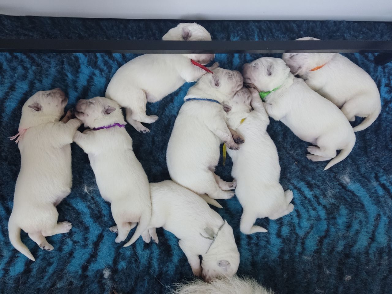Zwitserse Witte Herder pups 9 dagen oud