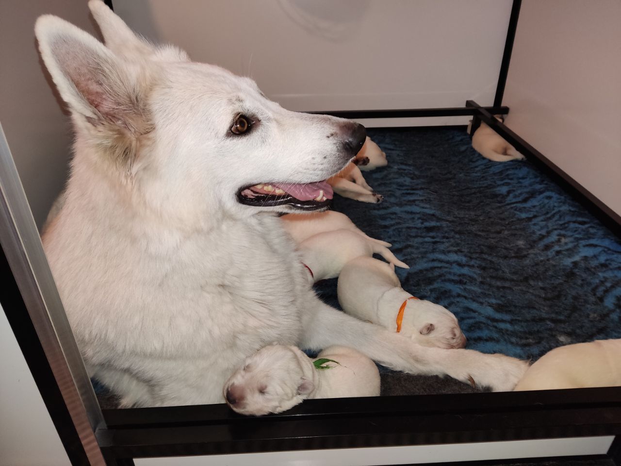 Zwitserse Witte Herder pups 10 dagen oud