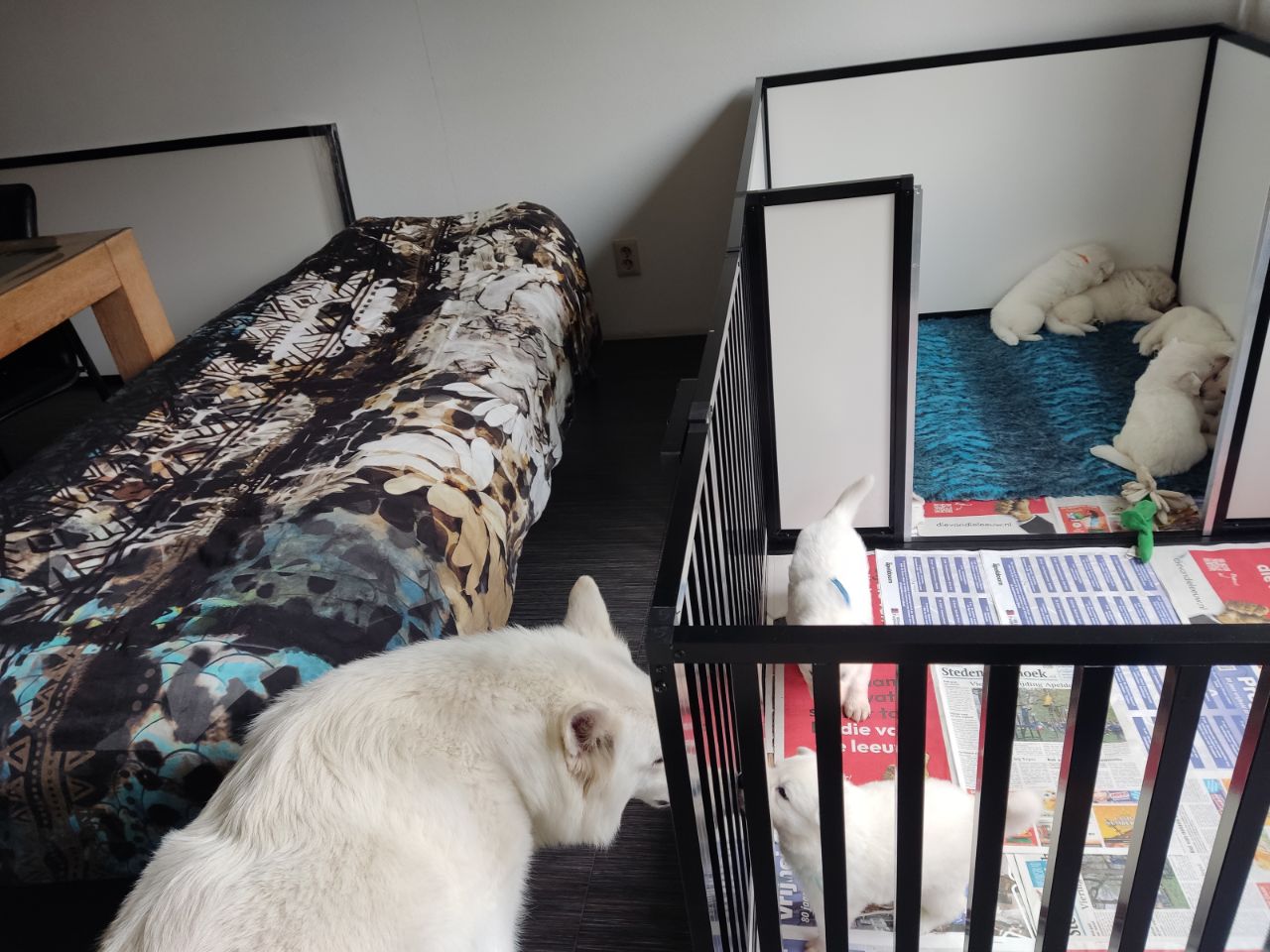 Zwitserse Witte Herder pups 28 dagen oud