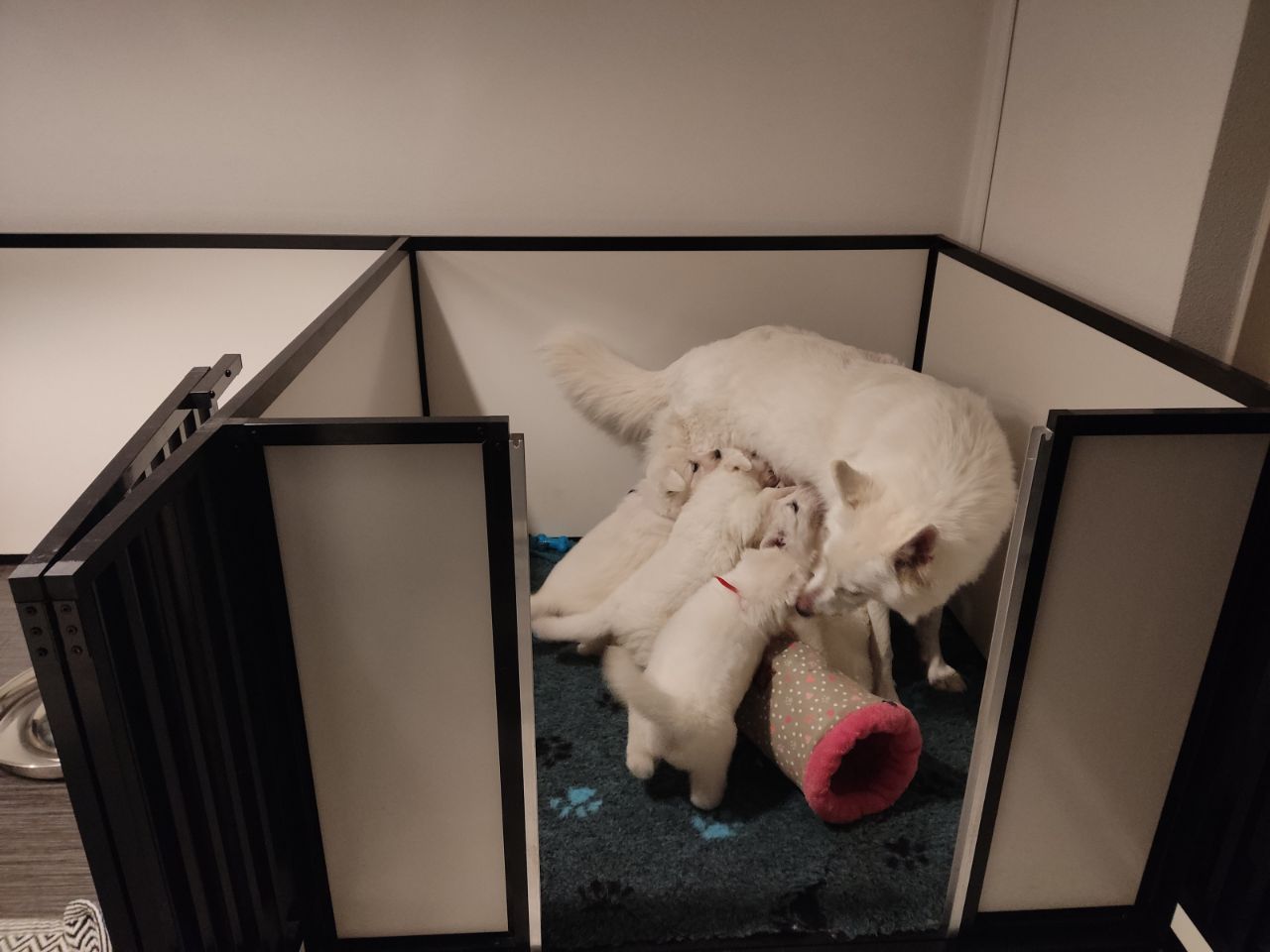 Zwitserse Witte Herder pups 38 dagen oud