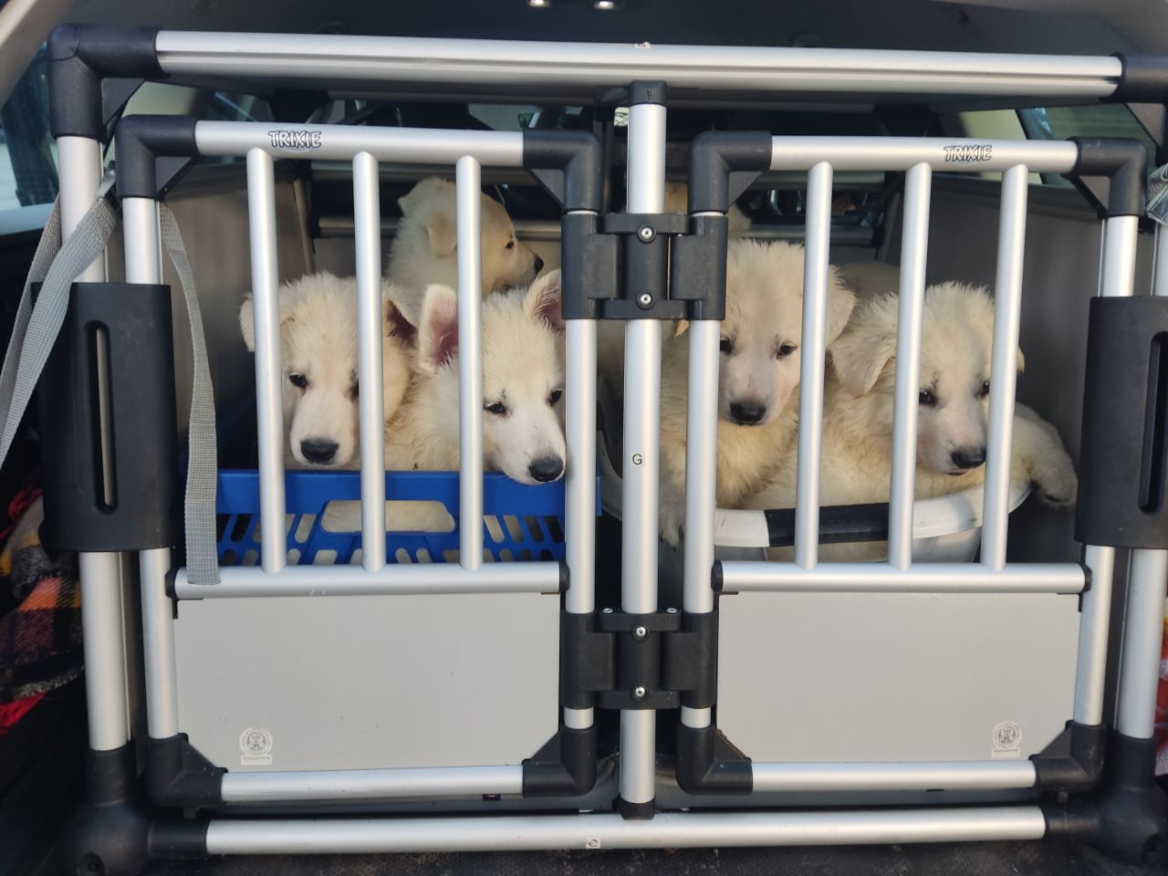 Zwitserse Witte Herder pups 47 dagen oud