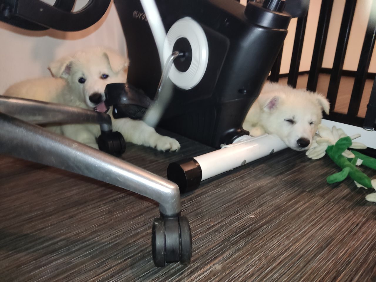 Zwitserse Witte Herder pups 52 dagen oud