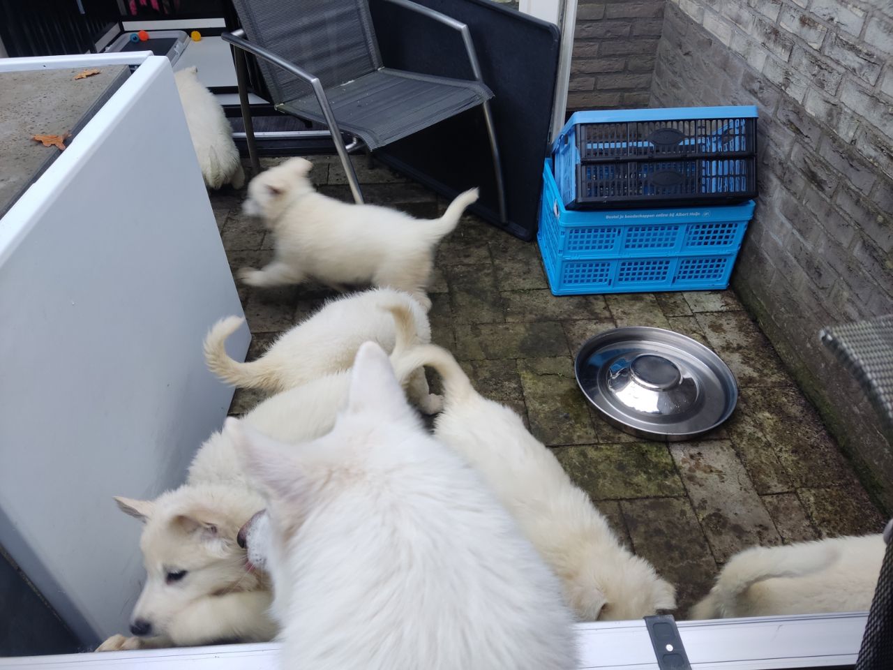 Zwitserse Witte Herder pups 53 dagen oud