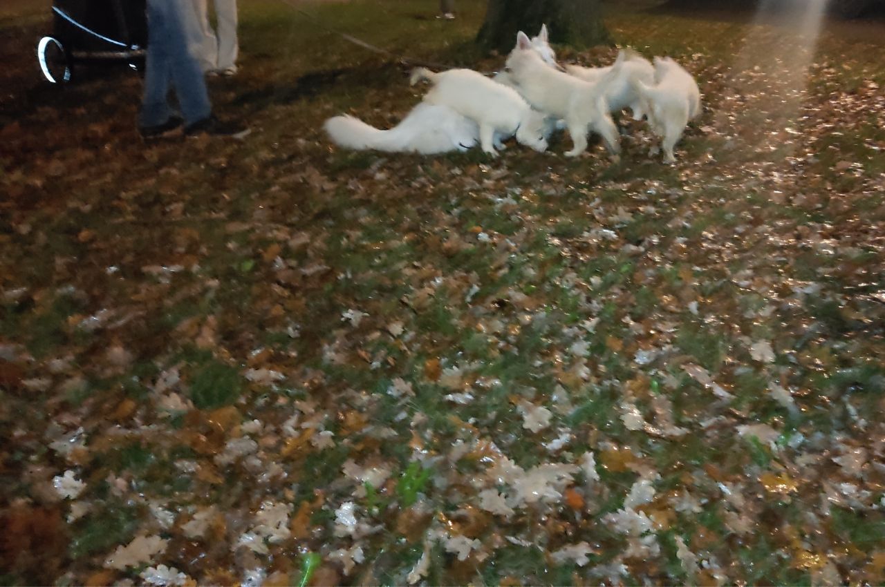 Zwitserse Witte Herder pups 56 dagen oud