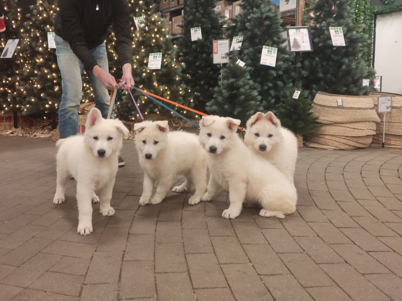 Zwitserse Witte Herder pups 58 dagen oud
